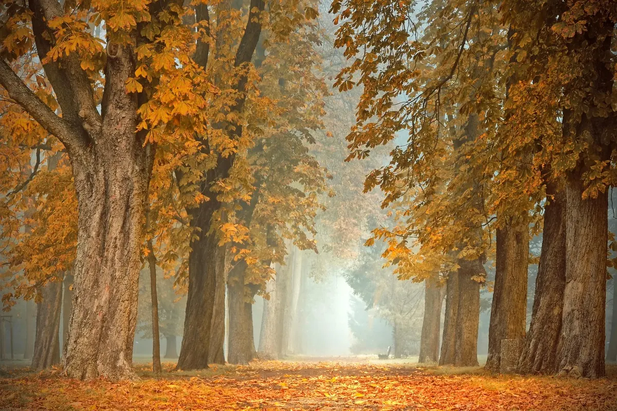 Fall Foliage Forecast: Why Some Years Are More Colorful Than Others