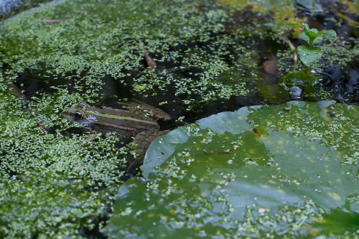 How to Create a Small Wildlife Pond in Your Garden: Step-by-Step