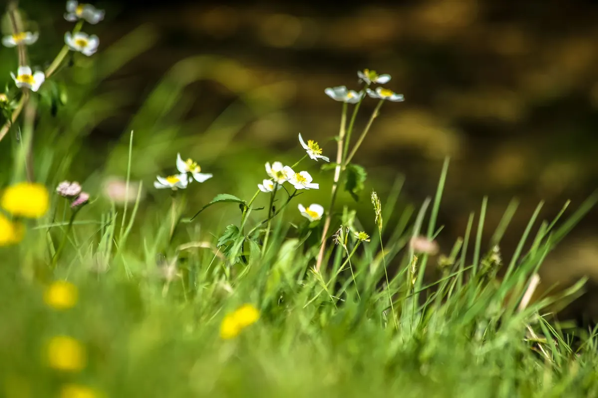 How to Identify 10 Common Spring Wildflowers by Leaf Shape